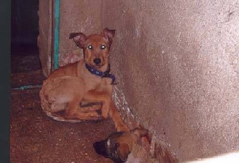 Tierquaelerei in Bulgarien 3.jpg Tierquaelerei in Bulgarien 3.jpg