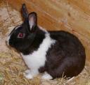 chico-zwergkaninchen-3.jpg