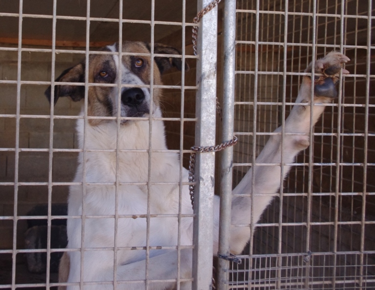 Hunde aus unserem spanischen Partner-Tierheim Albolote/Granada suchen ein neues Zuhause!