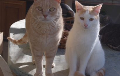 Katzen aus unserem spanischen Partner-Tierheim Albolote/Granada suchen ein neues Zuhause!