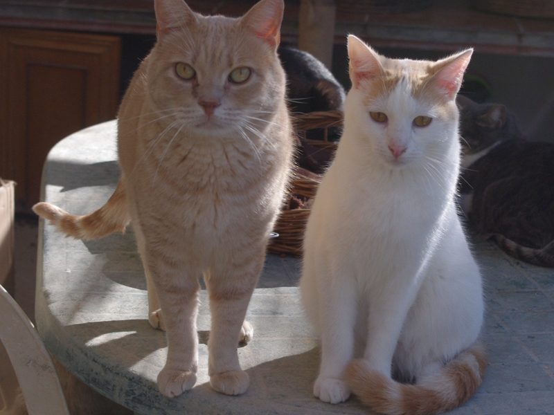 Katzen aus unserem spanischen Partner-Tierheim Albolote/Granada suchen ein neues Zuhause!