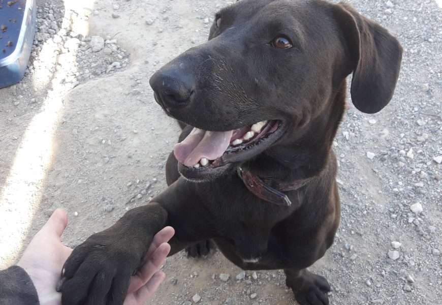 Hunde aus unserem spanischen Partner-Tierheim Sierra Nevada suchen liebevolle Familien!