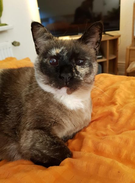 “Fabiola”, weiblich, kastriert, Siamkatze, geb. 11/13, aus Kiel, sucht neue Heimat!