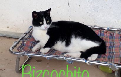 “Bizcochito”, männlich, kastriert, Hauskatze, geb. 08/16, aus einer Pflegestelle in Süddeutschland