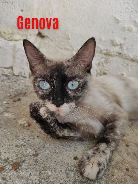 “Génova”, weiblich, kastriert, Siammix, geb. 01/20, derzeit noch im Tierheim Sierra Nevada