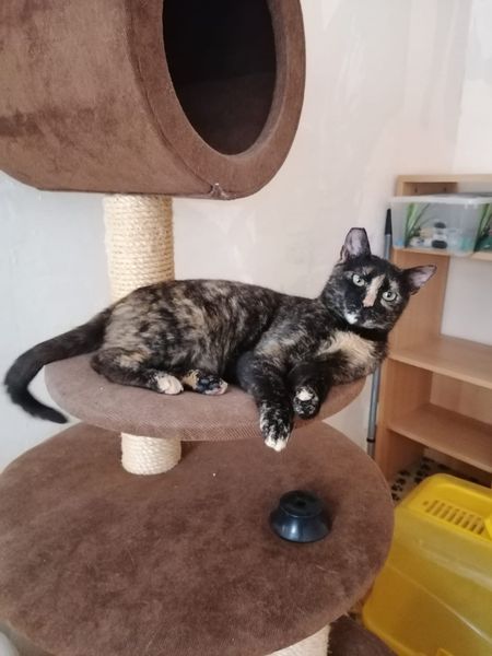 “Cokkie”, weiblich, kastriert, Hauskatze, geb. 2019, aus einer Pflegestelle bei Kronach