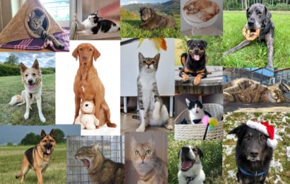 Der Original Tierheim-Kronach-Kalender 2022 – ein tierisches Weihnachtsgeschenk für alle Tierfreunde!