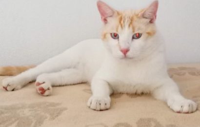 “Garfield”, männlich, kastriert, Siammix, geb. 02/20, aus dem Tierheim Albolote/Granada/Spanien