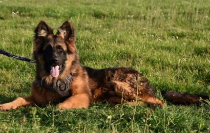 „Loiserl“, männlich, Dt. Schäferhund (Langstockhaar), geb. 20.05.22