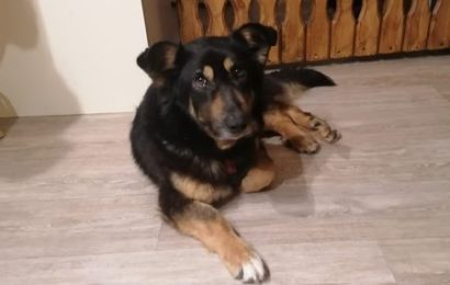 “Nadeshda”, weiblich, kastriert, Mischling, geb. 2019, 49 cm, aus einer Pflegestelle bei Kronach