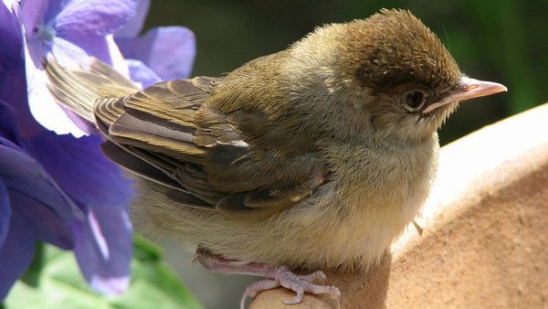 Bitte keine gesunden Jungvögel mitnehmen!