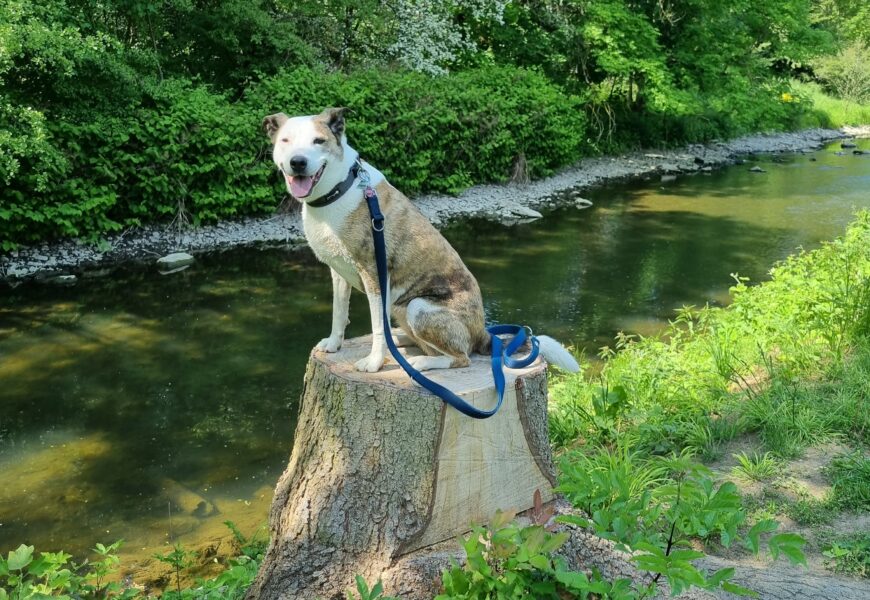 “Cora”, weiblich, kastriert, mittelgroßer Mischling, geb. 15.07.17, aus Marktrodach, sucht neues Zuhause!