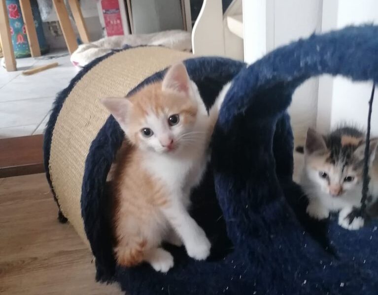 “Lily”, weiblich, Hauskatze, geb. ca 2022, und ihre 4 Babys, aus einer Pflegestelle bei Kronach