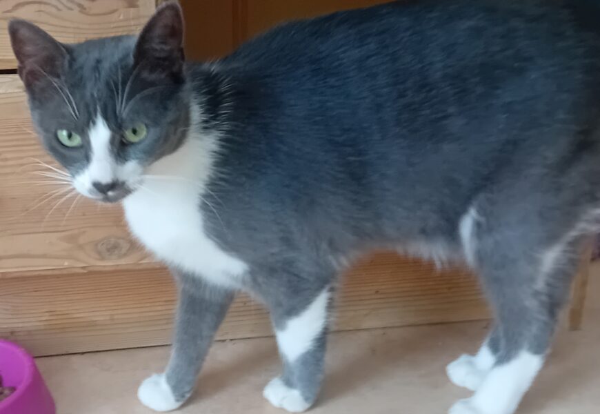 “Gracy”, weiblich, kastriert, Hauskatze, geb. 05/23, aus einer Pflegestelle bei Kronach