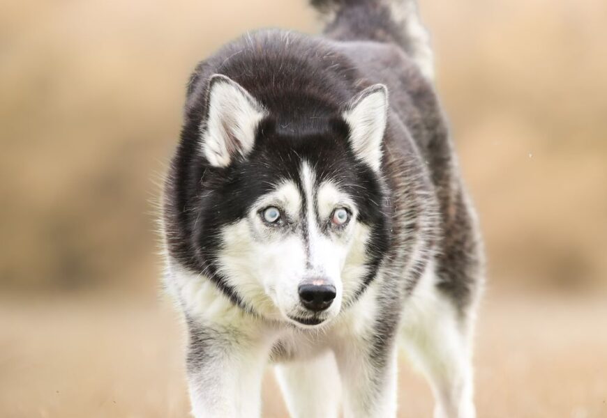 Nachruf auf den größten Pechvogel-Hund unserer Tierheimgeschichte