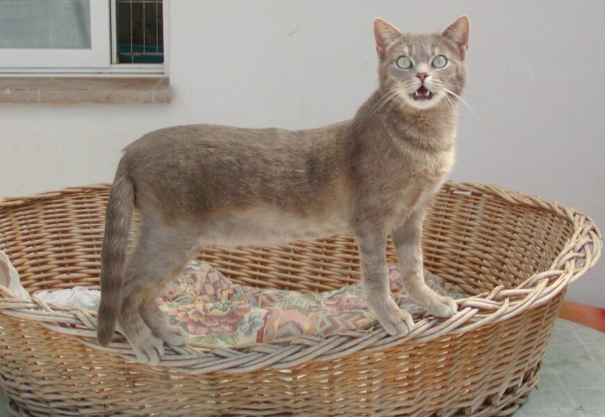 Übersicht der Katzen in unserem spanischen Partner-Tierheim Albolote/Granada