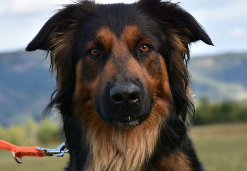 – PATEN GESUCHT – „Milo“, männlich, kastriert, Golden Retrievermix, geb. 12.08.20, 60 cm