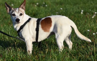 „Buffy“, weiblich, Jack Russell Terrier, geb. 2010, 30 cm