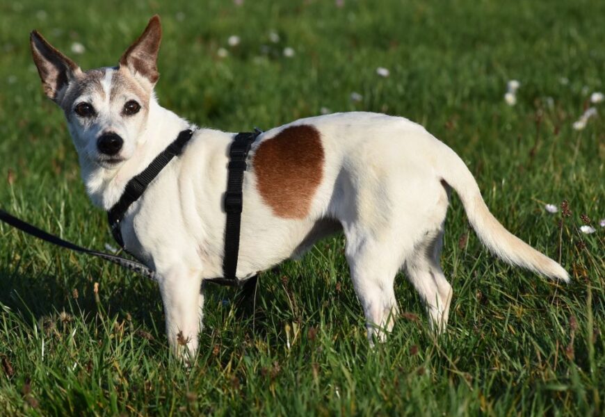 „Buffy“, weiblich, Jack Russell Terrier, geb. 2010, 30 cm