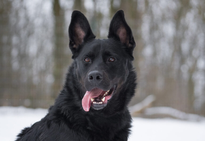 “Udo” männlich, kastriert, kroatischer Schäferhund-Mix, geb. März 2021, 60 cm