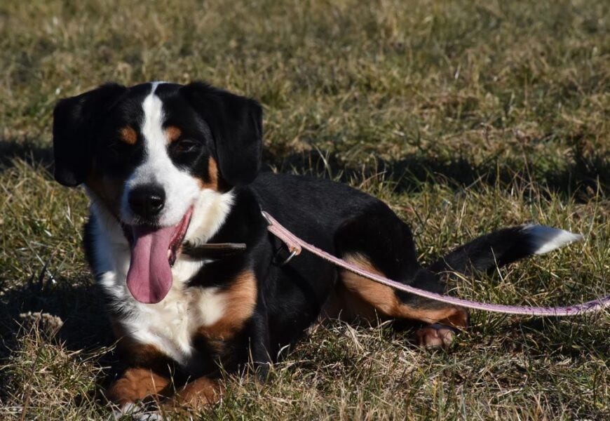 „Lucky“, männlich, Appenzeller Sennenhundmix, geb. 04.06.2020, ca. 48 cm