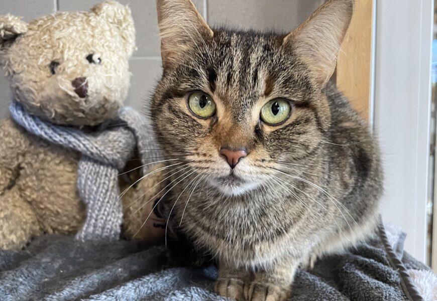 ZUHAUSE GEFUNDEN – “Rasmina”, weiblich, kastriert, Hauskatze, geb. 2023