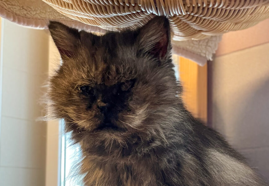 “Simba”, männlich, kastriert, Perserkatze, geb. 15.06.2018