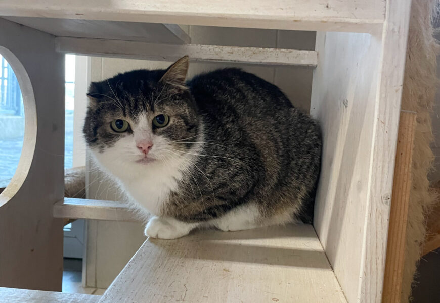 “Weihnachtsmann”, männlich, kastriert, Hauskatze, geb. 2022