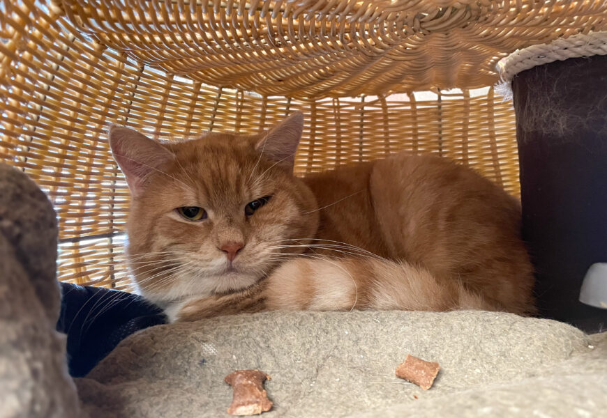 VERMITTELT – “Garfield”, männlich, kastriert, Hauskatze, geb. 2023