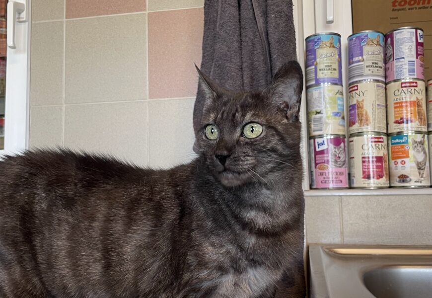 ZUHAUSE GEFUNDEN – “Jacky”, weiblich, kastriert, Hauskatze, geb. 2023