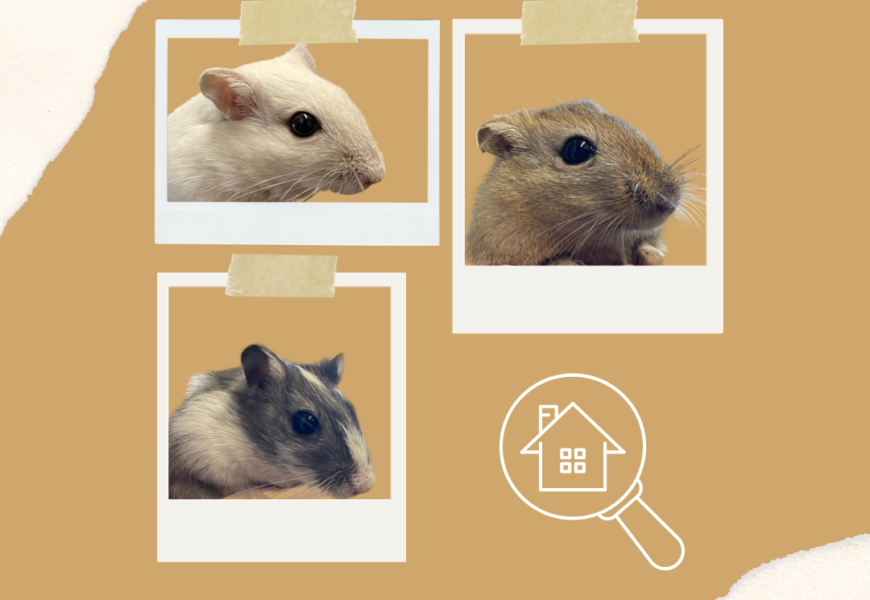 ZUHAUSE GEFUNDEN – “Chili, Bob & Gucci”, männlich, Wüstenrennmäuse, geb. September 2024
