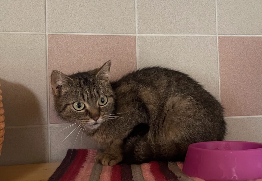 “Odette”, weiblich, kastriert, Hauskatze, geb. Anfang 2024