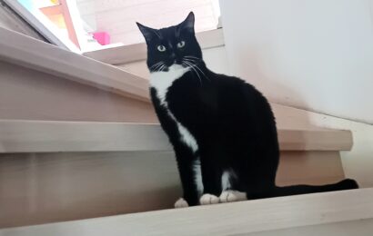 “Kimba” und “Mikesch”, männlich, kastriert, Hauskatzen, 2 und 8 Jahre, aus einer Pflegestelle bei Kronach