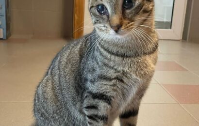 ZUHAUSE GEFUNDEN – „Dali“, männlich, kastriert, Hauskatze, geb. Herbst 2024