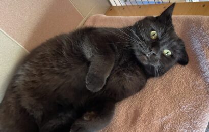 RESERVIERT – “Gismo”, männlich, kastriert, Hauskatze, geb. 2023