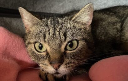 „Odette“, weiblich, kastriert, Hauskatze, geb. Anfang 2024