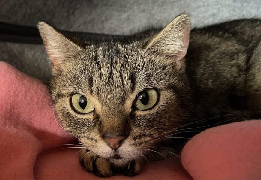 „Odette“, weiblich, kastriert, Hauskatze, geb. Anfang 2024
