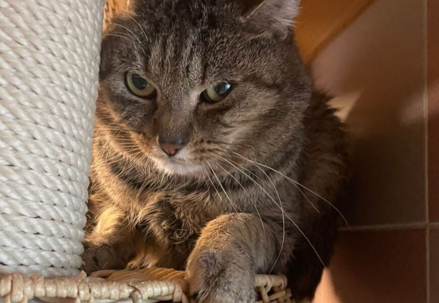 „Tarek“, männlich, kastriert, Hauskatze, geb. 2023