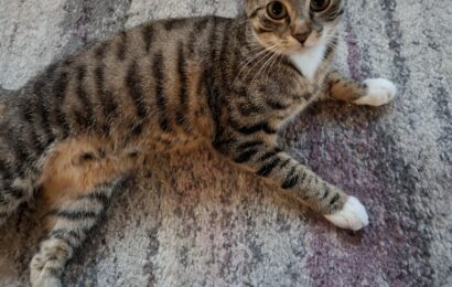 “Motte”, weiblich, noch nicht kastriert, Hauskatze, geb. 15.08.24, aus Weißenbrunn, sucht neues Zuhause!