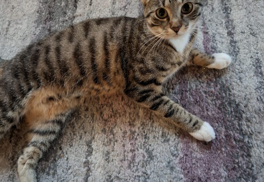 “Motte”, weiblich, noch nicht kastriert, Hauskatze, geb. 15.08.24, aus Weißenbrunn, sucht neues Zuhause!