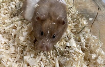 „Ulita“, weiblich, Goldhamster, geb. ca. 2024