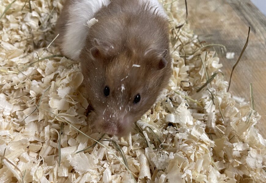„Ulita“, weiblich, Goldhamster, geb. ca. 2024