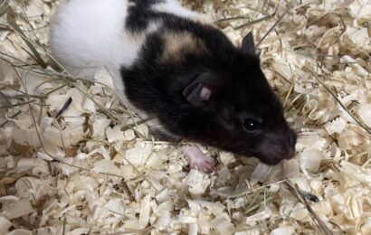 „Ursel“, weiblich, Goldhamster, geb. ca. 2024