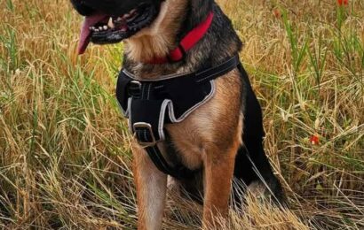 “Emmy”, weiblich, Schäferhund-Boxer-Mix, geb. 2022, aus Presseck, sucht neue Familie!