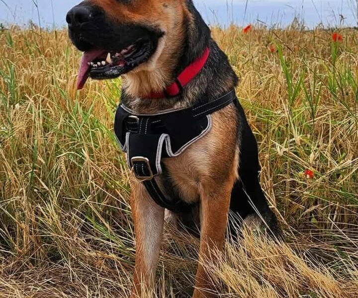 “Emmy”, weiblich, Schäferhund-Boxer-Mix, geb. 2022, aus Presseck, sucht neue Familie!