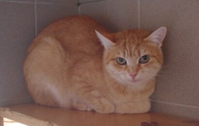 „Emilia“, weiblich, kastriert, Hauskatze, geb. 2024