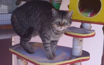„Maxi“, männlich, kastriert, Hauskatze, geb. 05/17
