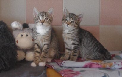 VERMITTELT – „Gia, Gaia und Gwenny“, weiblich, Hauskatzen, geb. Mitte 06/25
